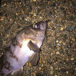 今日もライトゲーム